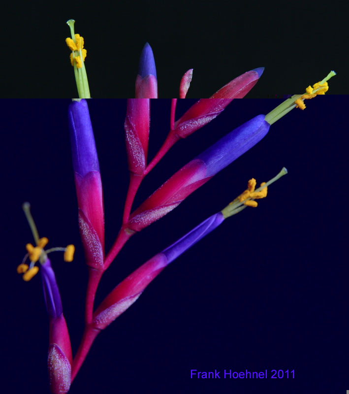 Tillandsia fuchsii Blüten