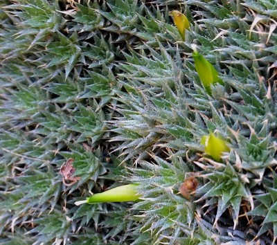 Abromeitiella brevifolia.jpg