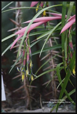 Bromeliaceae (6) k.jpg