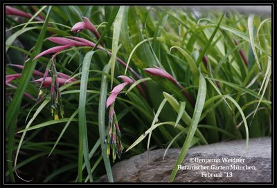 Bromeliaceae (7) k.jpg