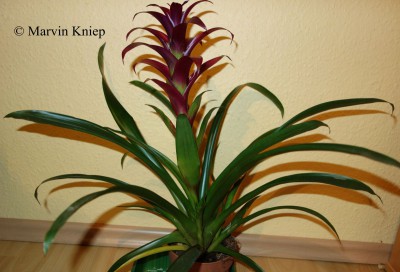 Guzmania &quot;Hybrid&quot;