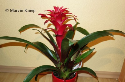 Guzmania &quot;Hybrid&quot;