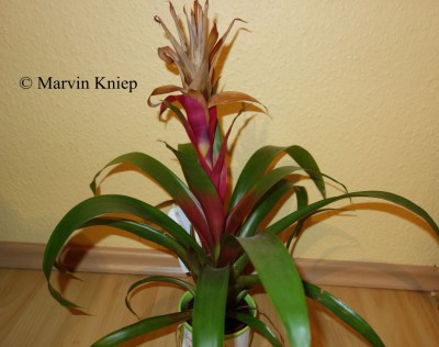 Guzmania &quot;Passion&quot;