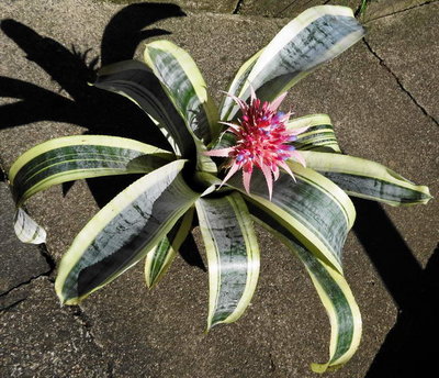 Aechmea fasciata(1337 I2E)Forum.JPG