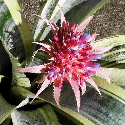 Aechmea fasciata(1337 I2E)Forum Blüte.JPG