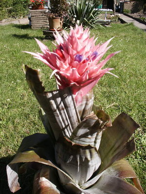 Aechmea fasciata Forum.jpg