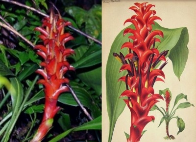 Pitcairnia nigra.jpg