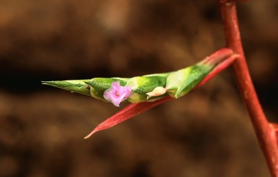 Aechmea pubescens 1425-1; Bromeliaceae (2).jpg