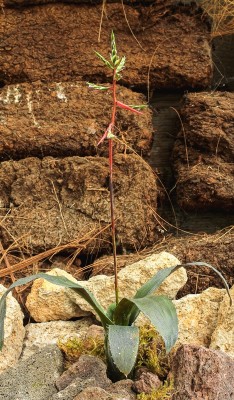 Aechmea pubescens 1425-1; Bromeliaceae (1).jpg