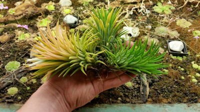 T. ionantha 'Druid' Blüte.jpg