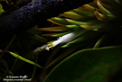 Tillandsia ionantha 'Druid' Blüte (1) kk.jpg