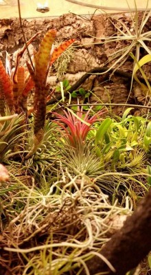 T. ionantha Form VIII 1.jpg