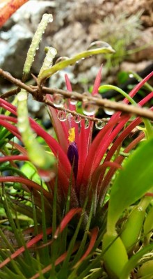 T. ionantha Form VIII 2.jpg