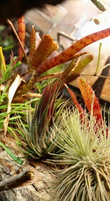 T. ionantha Form IV 2.jpg