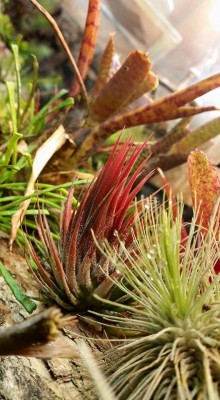 T. ionantha Form IV 3.jpg