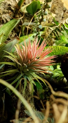 T. ionantha Form V Färbung 1.jpg