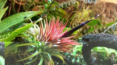 T. ionantha Form V Blüte.jpg