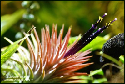 Tillandsia ionantha Form V Blüte (1) kk.jpg