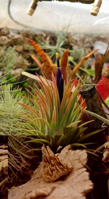 T. ionantha rubra Blüte 1.jpg