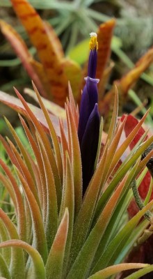 T. ionantha rubra Blüte 3.jpg