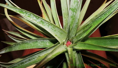 Tillandsia brachycaulos multiflora 1607 Forum.JPG