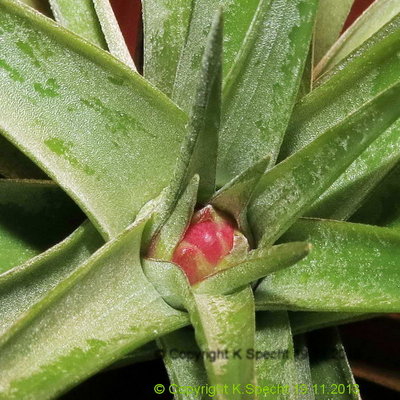 Tillandsia brachycaulos multiflora (big) 1607 Forum.JPG