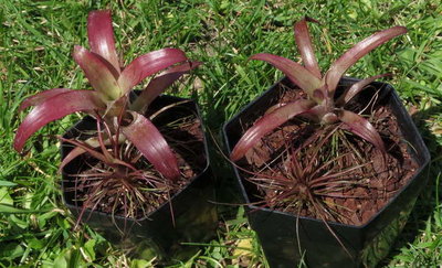 Hybride T. leiboldiana x T. stricta (1201) 22.6.2013.JPG