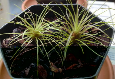 Hybride T. leiboldiana x T. stricta 14.6.2012 Forum.JPG