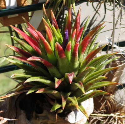 Tillandsia ionantha 1395.JPG