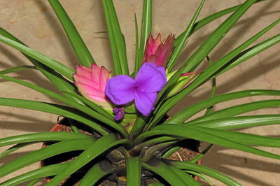 600 Tillandsia cyanea (758 I2E).JPG