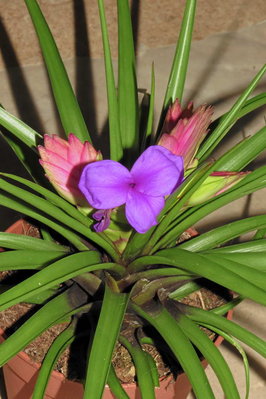 600 Tillandsia cyanea (772 I2E).JPG