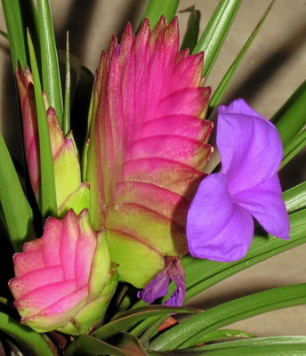 600 Tillandsia cyanea (770 Macro I2E).JPG