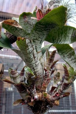 Aechmea fasciata .jpg