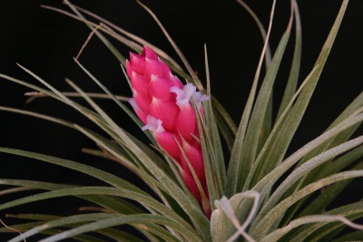 Tillandsia-stricta.jpg