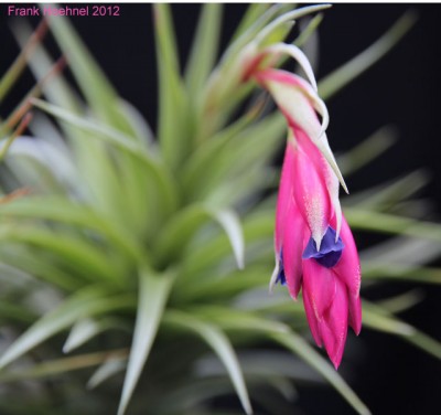 Tillandsia-aeranthos2.jpg