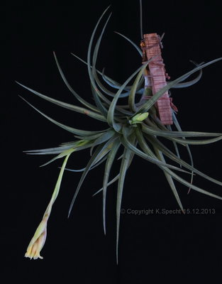 Tillandsia ixioides x Fragezeichen (Forum 1666).JPG