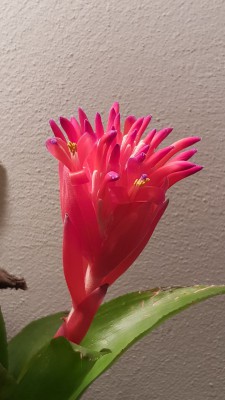 Bilbergia pyramidalis.jpg