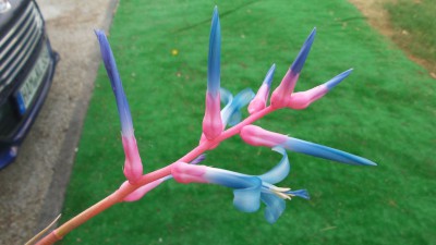 Der Blütenstand von Ronnbergia drakeana
