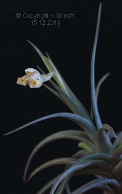 Tillandsia ixioides x Fragezeichen (org. Größe) 1680.JPG