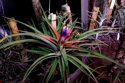 Tillandsia brachycaulos multiflora 1685.JPG