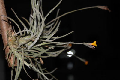 Tillandsia crocata