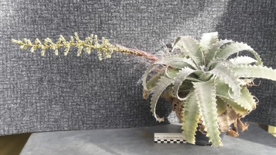 Hechtia Habitus 01