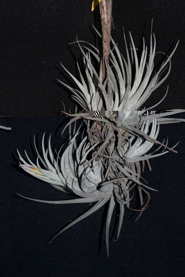 Tillandsia_leonamiana_0218 .JPG