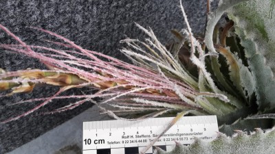 Hechtia Blütenstandsstiel