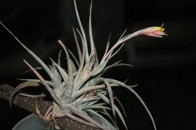 Tillandsia_nn_0474.jpg