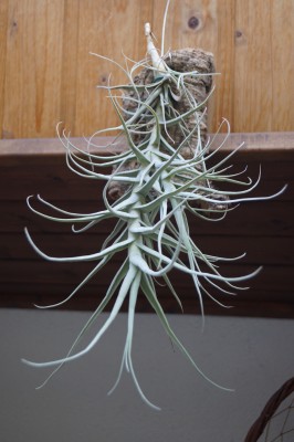3. keine Angaben, ca.30cm lange Pflanze