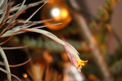 Tillandsia_nn_0473.jpg