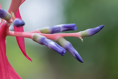 Bromelien Quesnelia marmorata 1405-1; Bromeliaceae (3).jpg