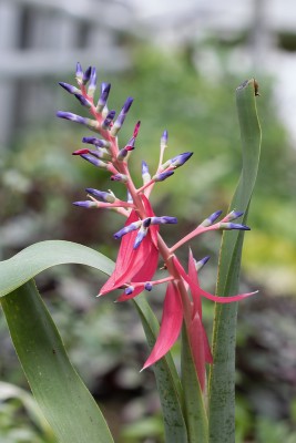 Bromelien Quesnelia marmorata 1405-1; Bromeliaceae (2).jpg