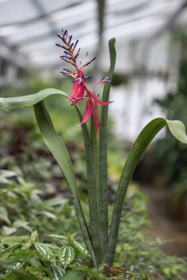 Bromelien Quesnelia marmorata 1405-1; Bromeliaceae (1).jpg